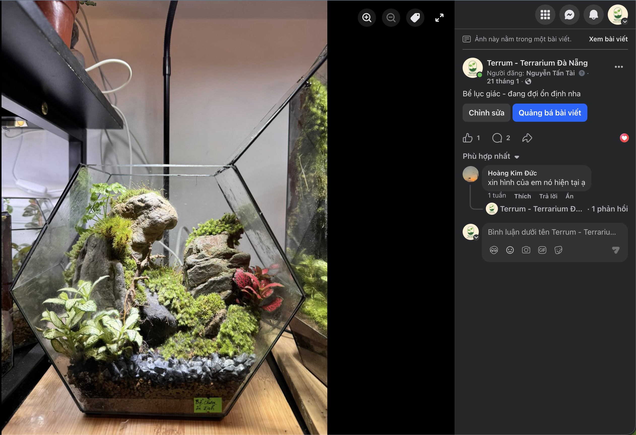 Terrarium Sau 3 Tháng Chăm Sóc Sẽ Thay Đổi Như Thế Nào? Thực Tế Từ Một Bể Tại Terrum