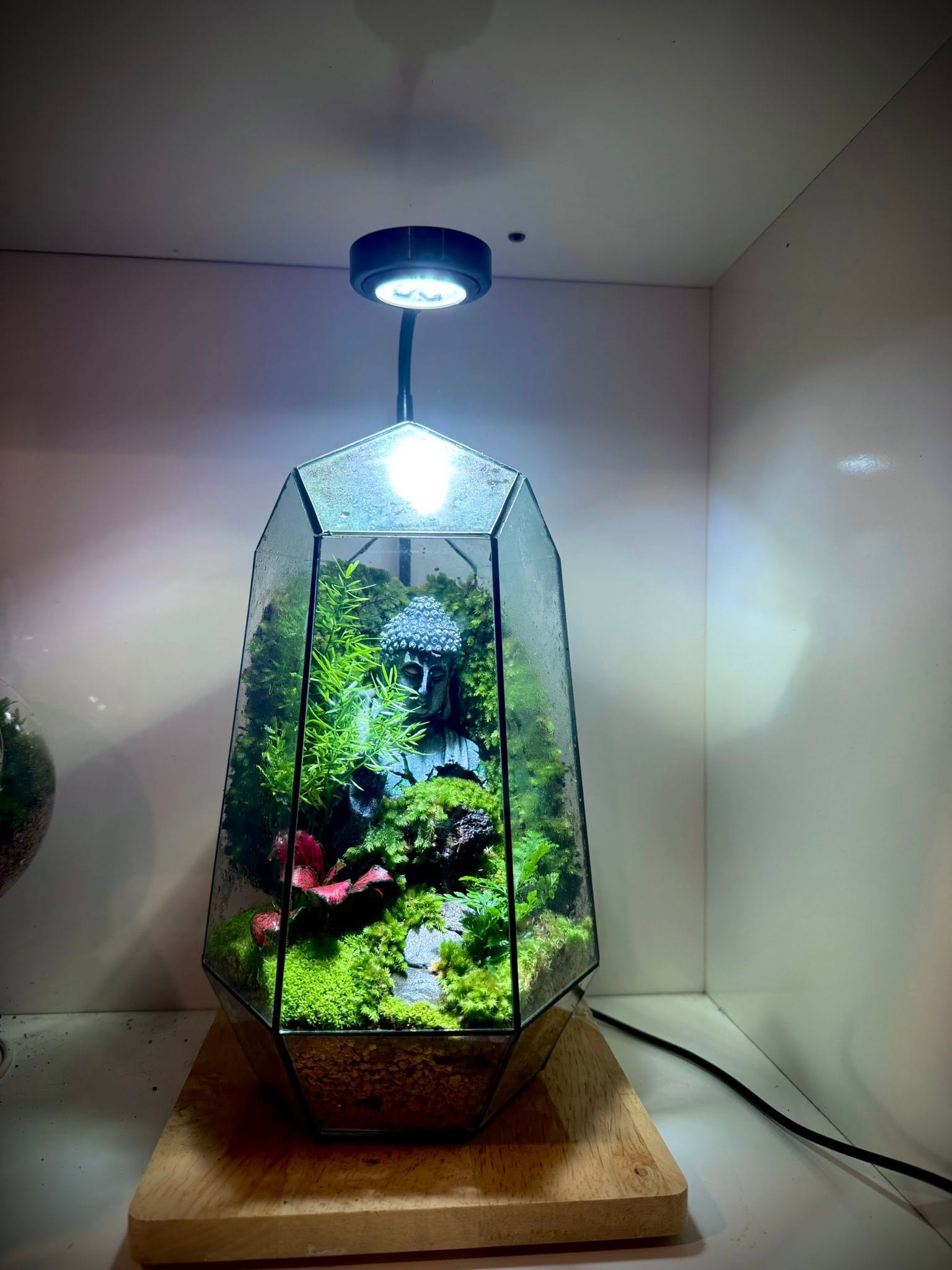 Quà Tặng Tân Gia Ý Nghĩa – Terrarium Cho Nhà Mới Tại Đà Nẵng